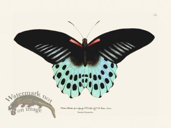 028 Butterfly Polymnestor